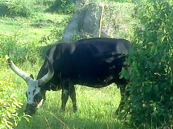 Little Cow Block aka Selena Moo