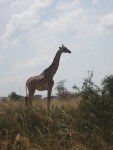 img_0012